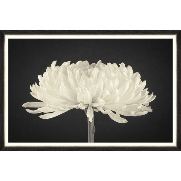 Framed Dahlia Blossom