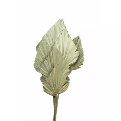 Palm Spear Natural 60cm Long x 10 stems