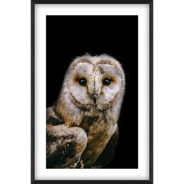 Night Owl Print In Glass -Black Frame