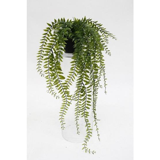 Sword Fern Plant Potted